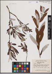 Foto von Salix candida Flüggé ex Willd.